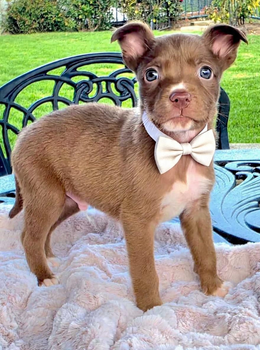 Whitaker, ADOPTABLE, Puppy Male American Staffordshire Terrier & Pit Bull Terrier.