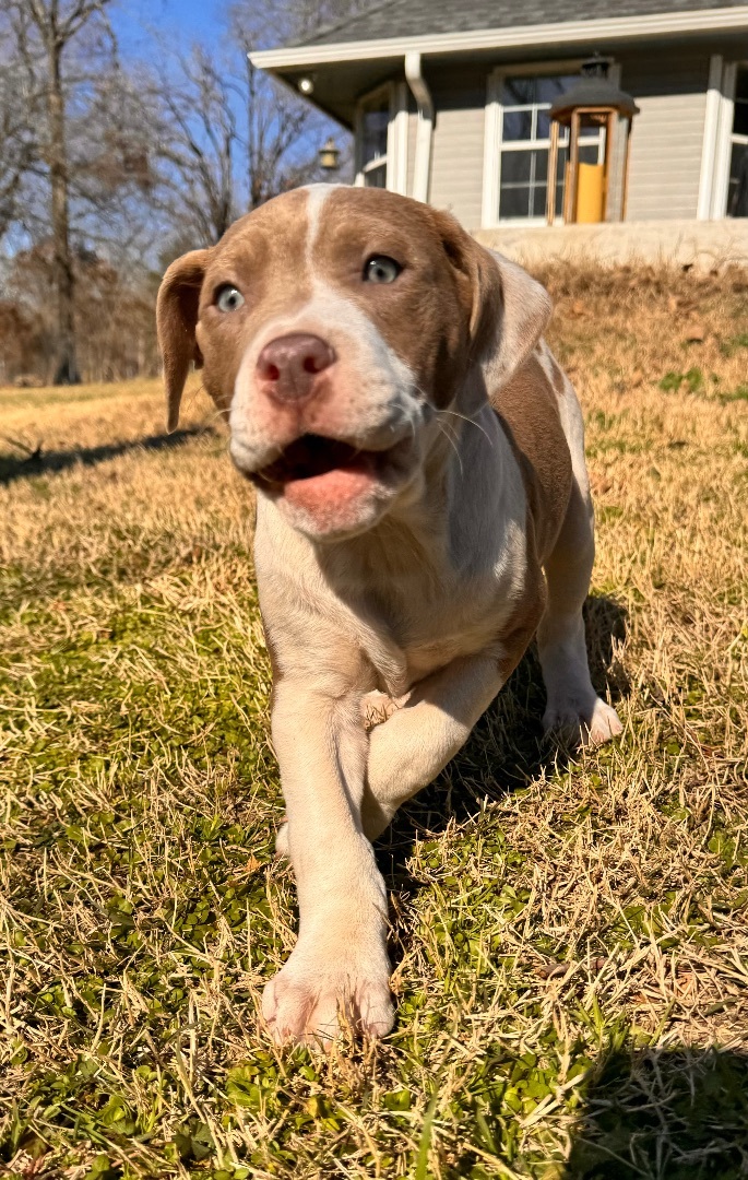 Morgan, Adopted, Puppy Male Labrador Retriever & Pit Bull Terrier.
