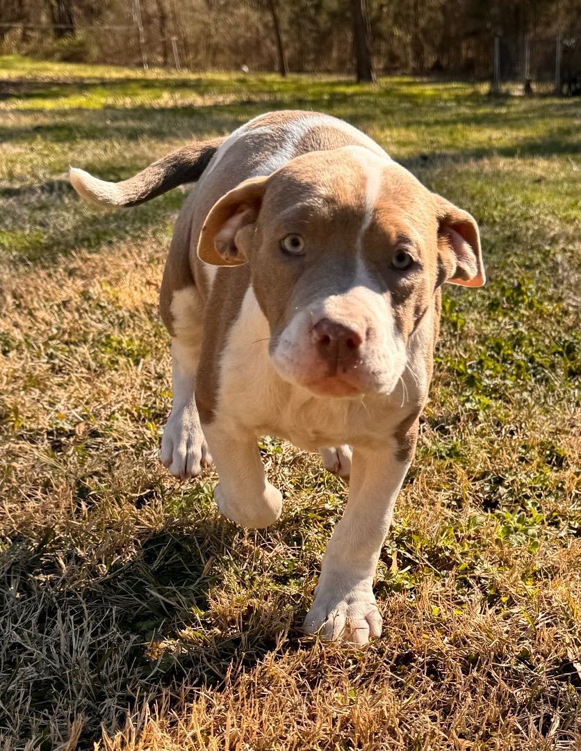 Enlarge Morgan, a Adopted mixed breed in Arlington, TX image 2/6