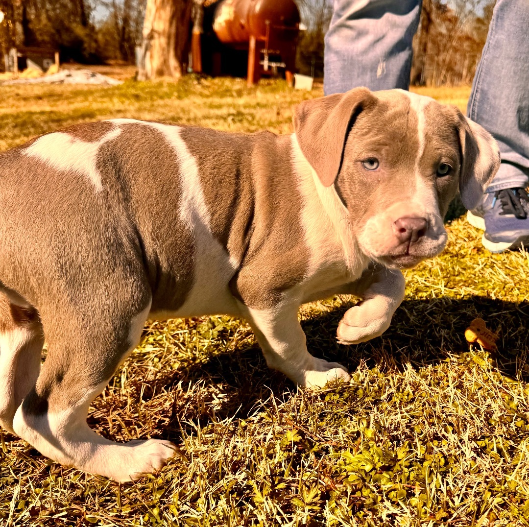 Enlarge Morgan, a Adopted mixed breed in Arlington, TX image 3/6