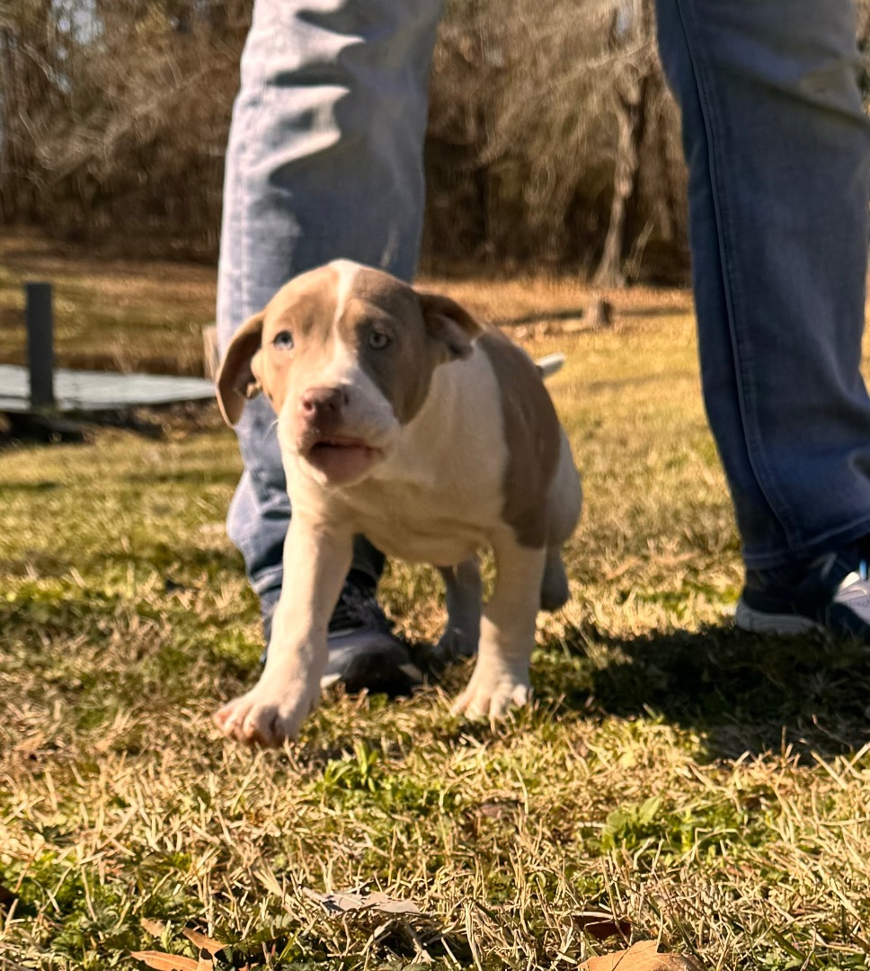 Enlarge Morgan, a Adopted mixed breed in Arlington, TX image 5/6