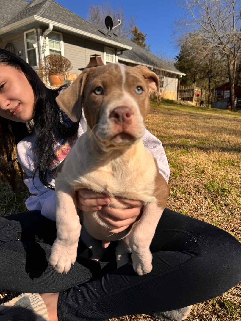 Enlarge Morgan, a Adopted mixed breed in Arlington, TX image 6/6