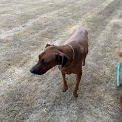 Jethro, Adoptable, Senior Male Rhodesian Ridgeback & Mixed Breed.