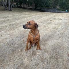 Enlarge Jethro, a Adoptable mixed breed in Corvallis, OR image 2/6