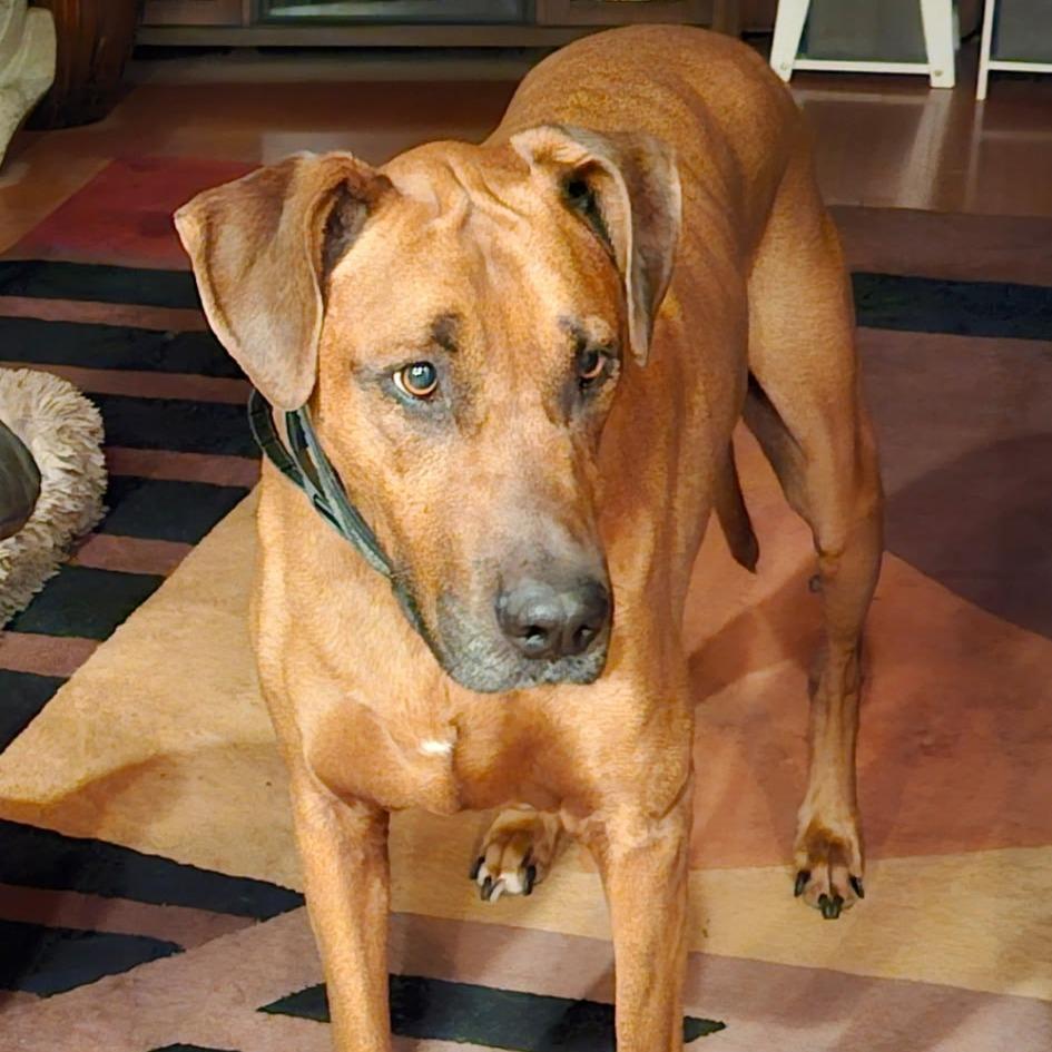 Enlarge Jethro, a Adoptable mixed breed in Corvallis, OR image 3/6