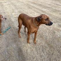 Enlarge Jethro, a Adoptable mixed breed in Corvallis, OR image 4/6