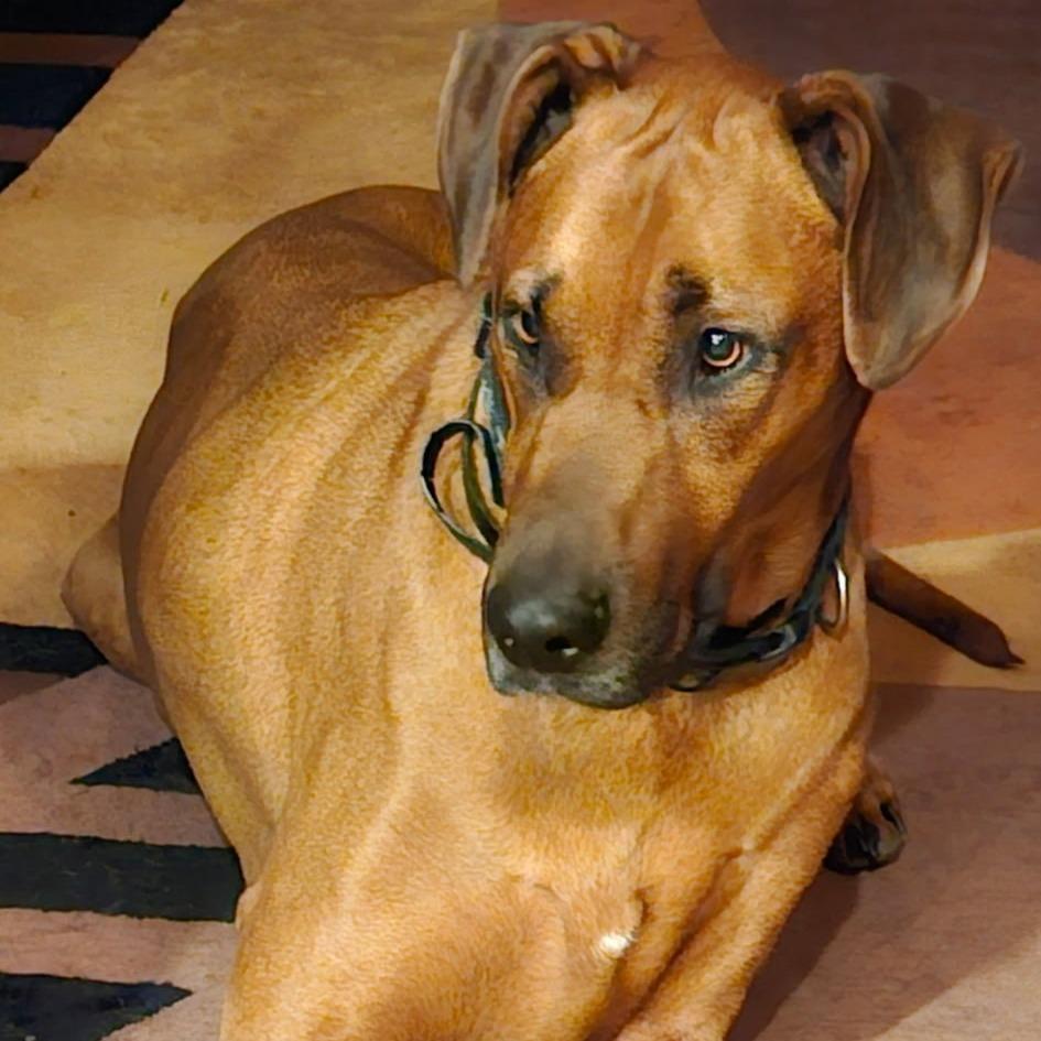 Jethro, a Adoptable mixed breed in Corvallis, OR image 3/5