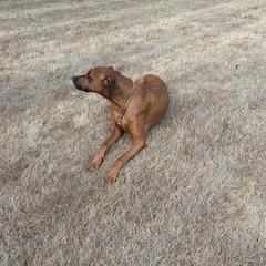 Enlarge Jethro, a Adoptable mixed breed in Corvallis, OR image 5/6
