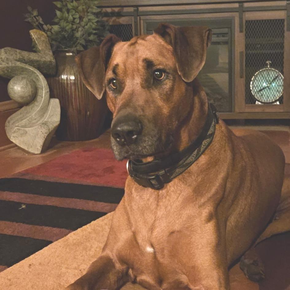 Enlarge Jethro, a Adoptable mixed breed in Corvallis, OR image 6/6