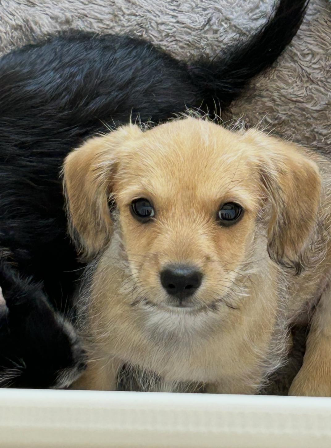 Gus, adopted, Young Male Terrier.