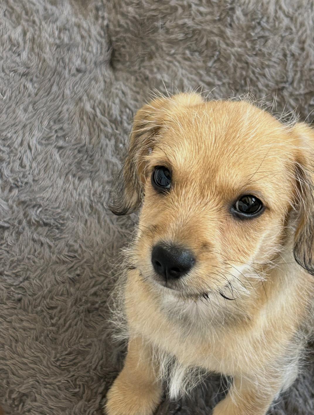 Gus, an adopted mixed breed in Los Angeles, CA image 2/5