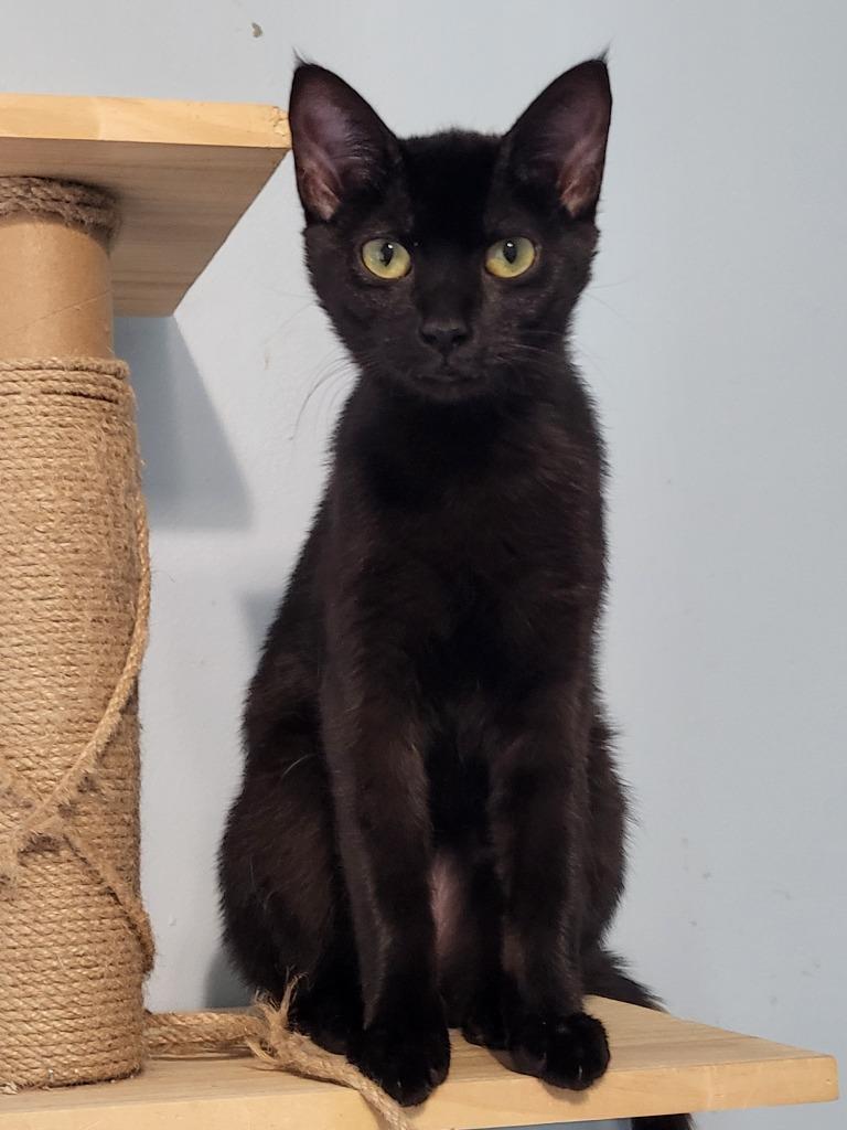 Seraphina, Adoptable, Young Female Domestic Short Hair.