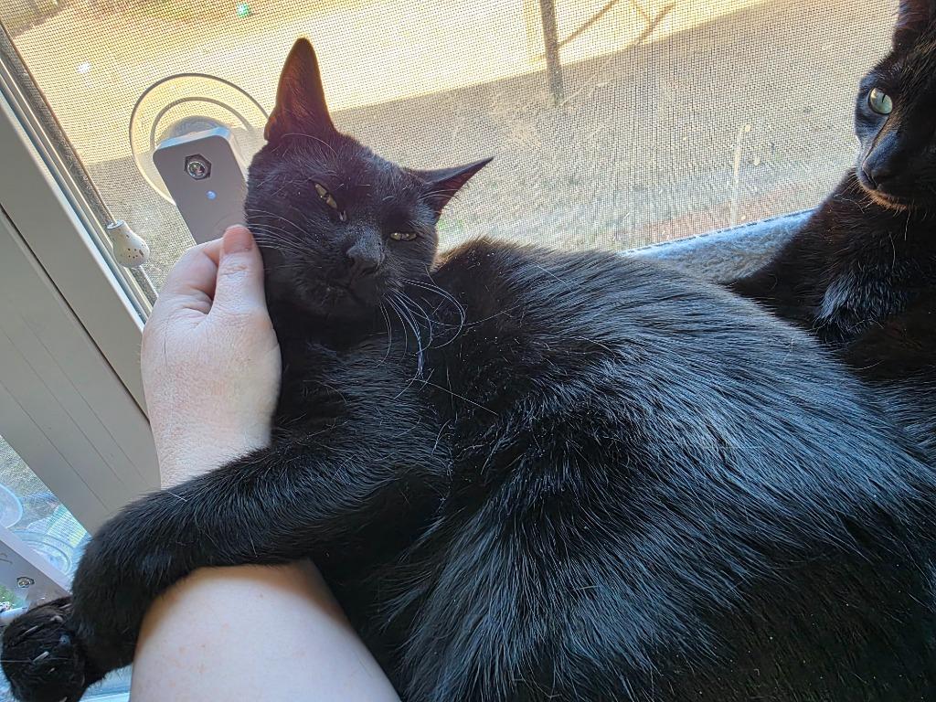 Seraphina, Adoptable, Young Female Domestic Short Hair.