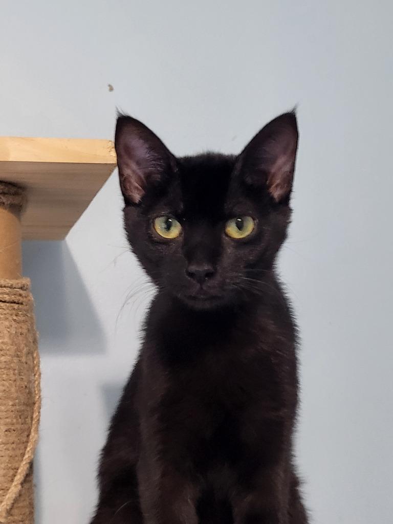 Enlarge Seraphina, a Adoptable mixed breed in Buford, GA image 2/6