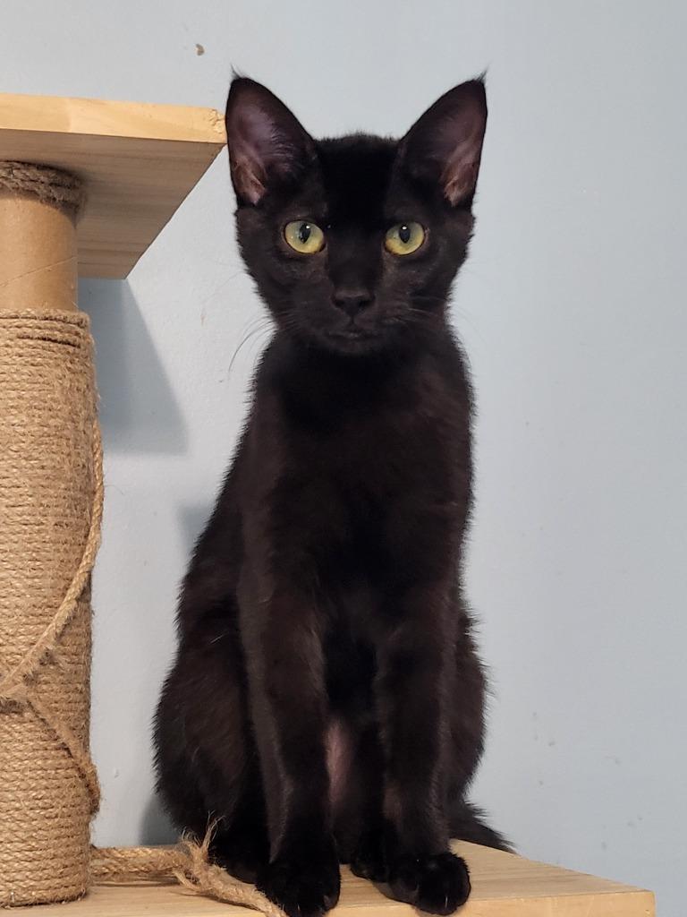 Enlarge Seraphina, a Adoptable mixed breed in Buford, GA image 3/6