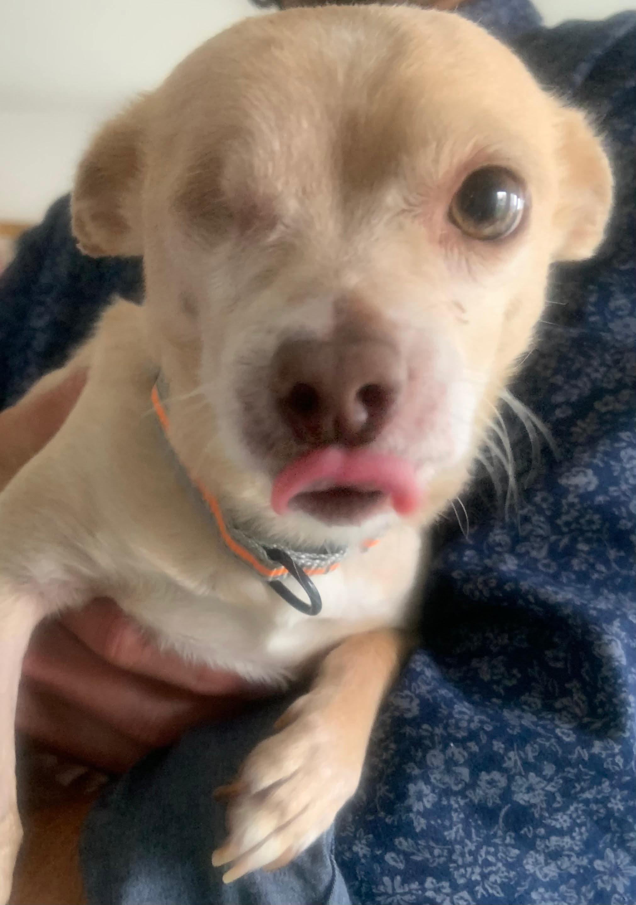 Enlarge Dino Bambino, an adopted mixed breed in Portland, ME image 1/2