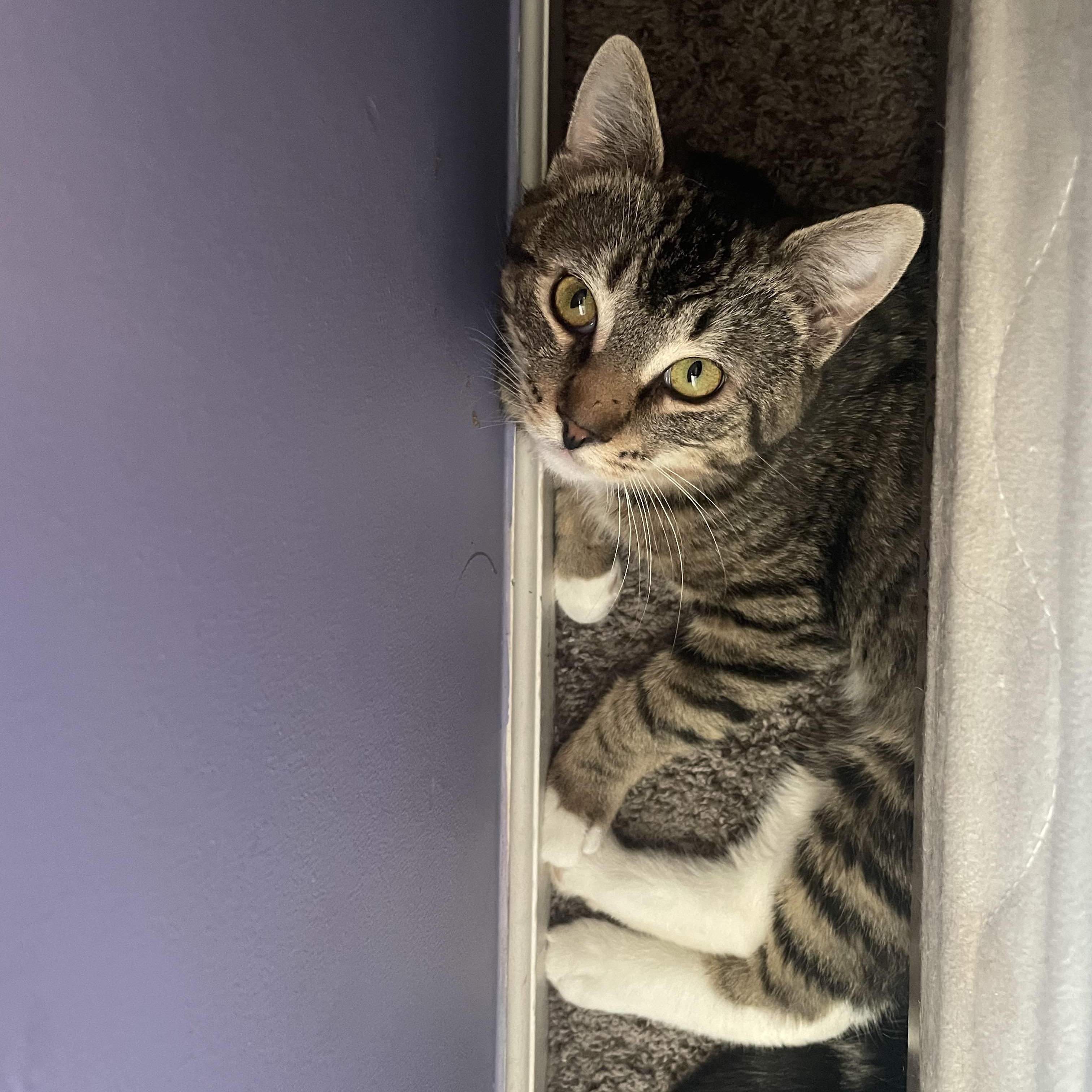 Benson, an adopted mixed breed in Cedars, PA image 2/3