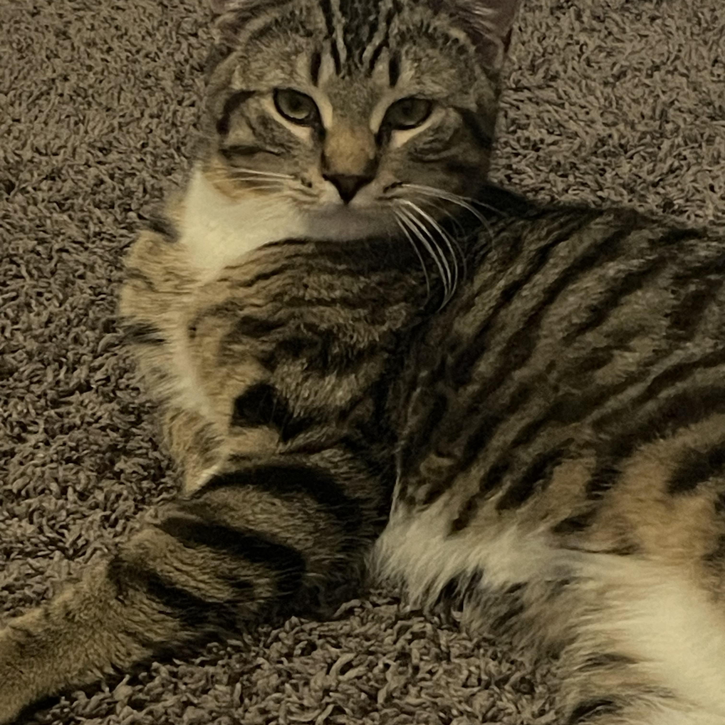 Benson, an adopted mixed breed in Cedars, PA image 3/3