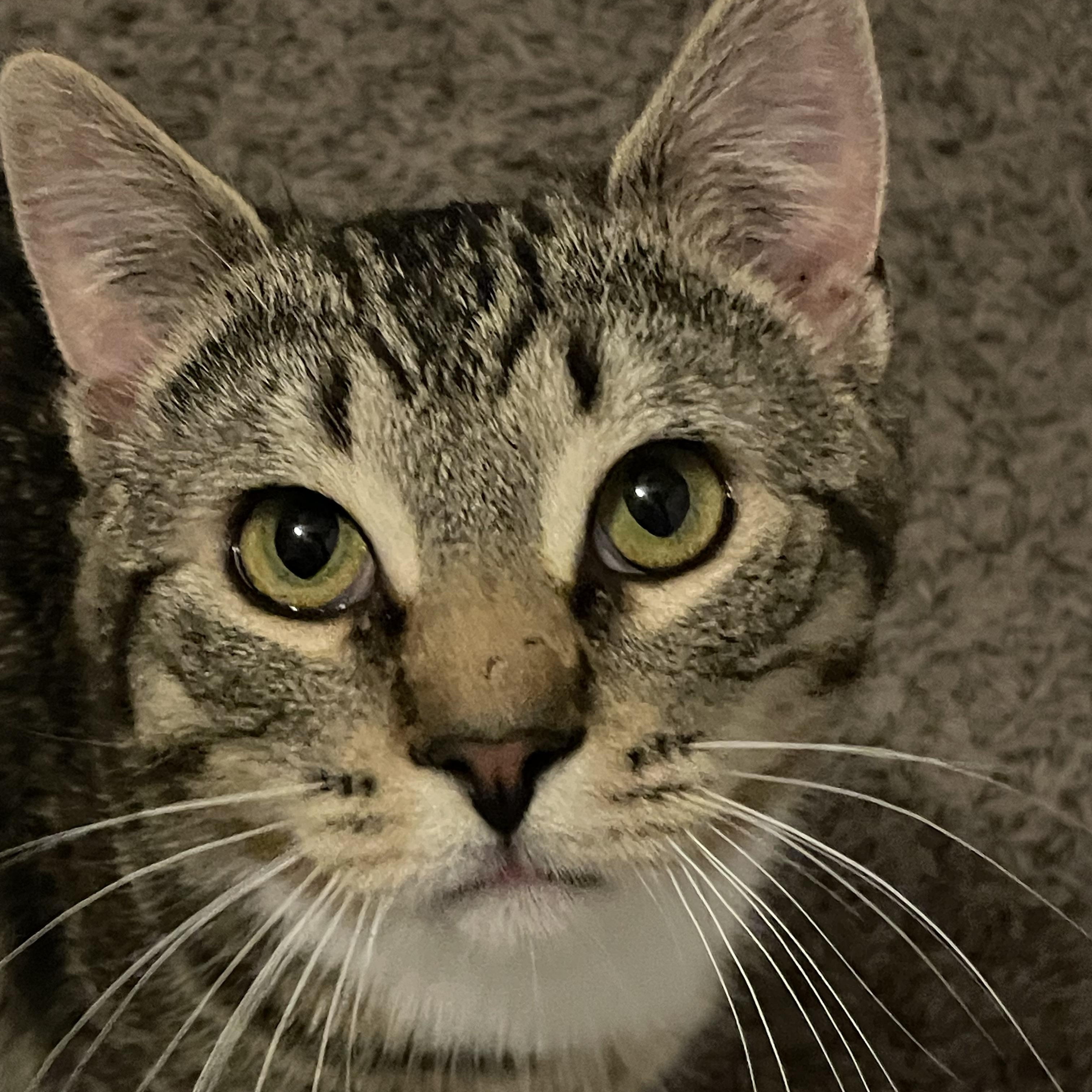 Benson, adopted, Young Male Tabby & Domestic Short Hair.