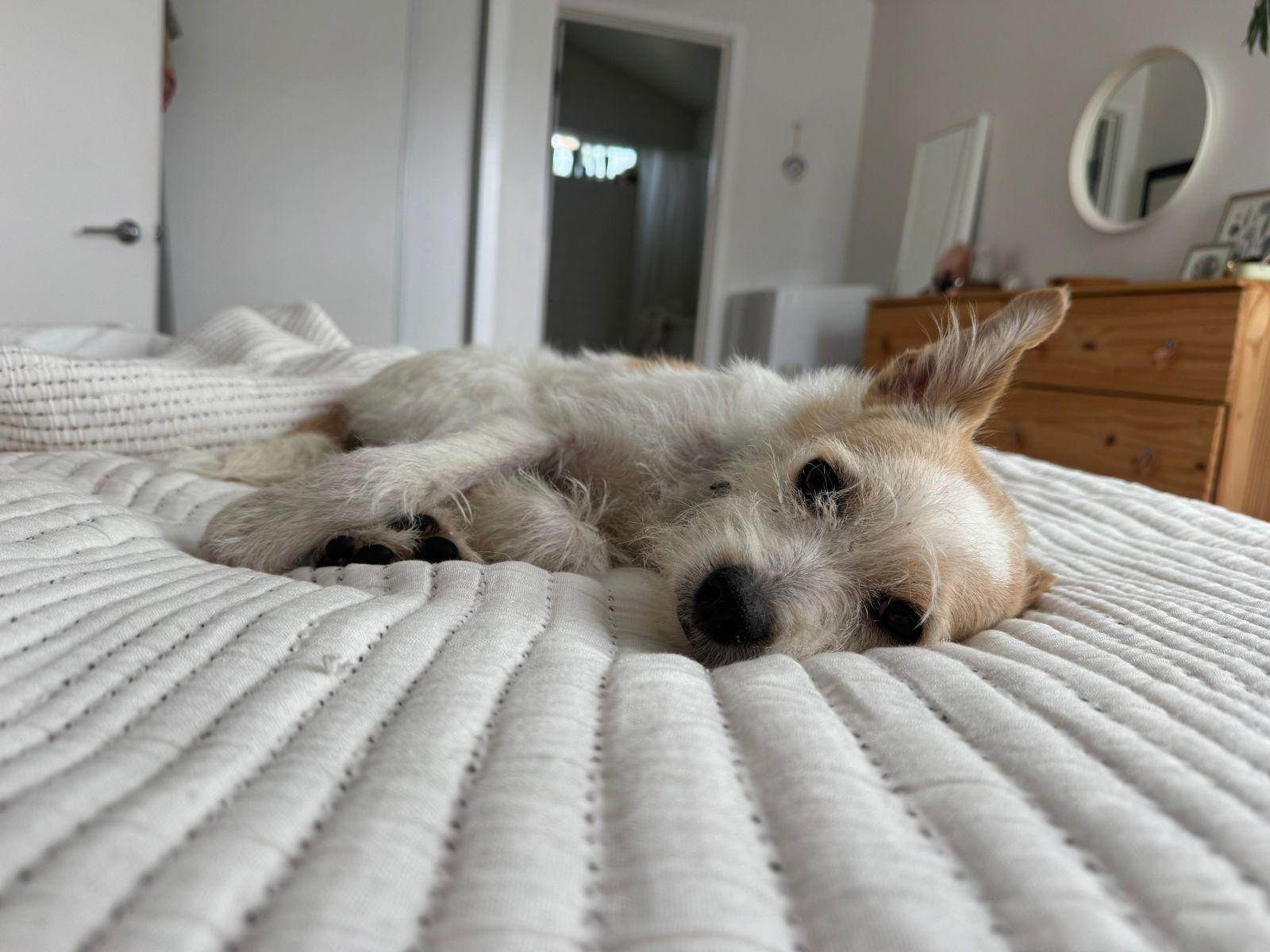 Archie, a ADOPTABLE Border Terrier in Los Angeles, CA image 2/5