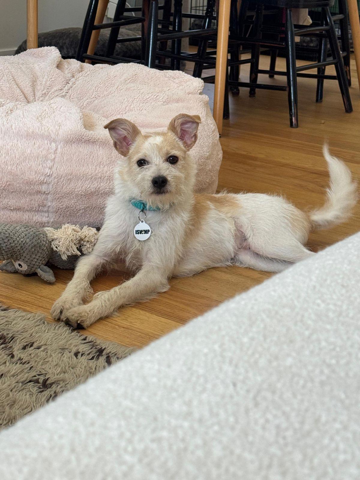 Archie, a ADOPTABLE Border Terrier in Los Angeles, CA image 5/5
