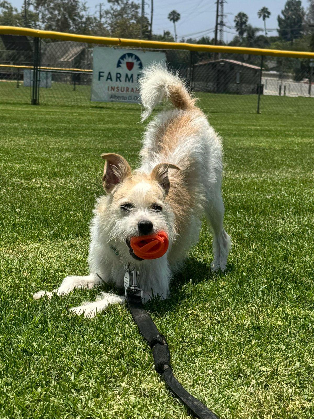 Archie, a ADOPTABLE Border Terrier in Los Angeles, CA image 1/5