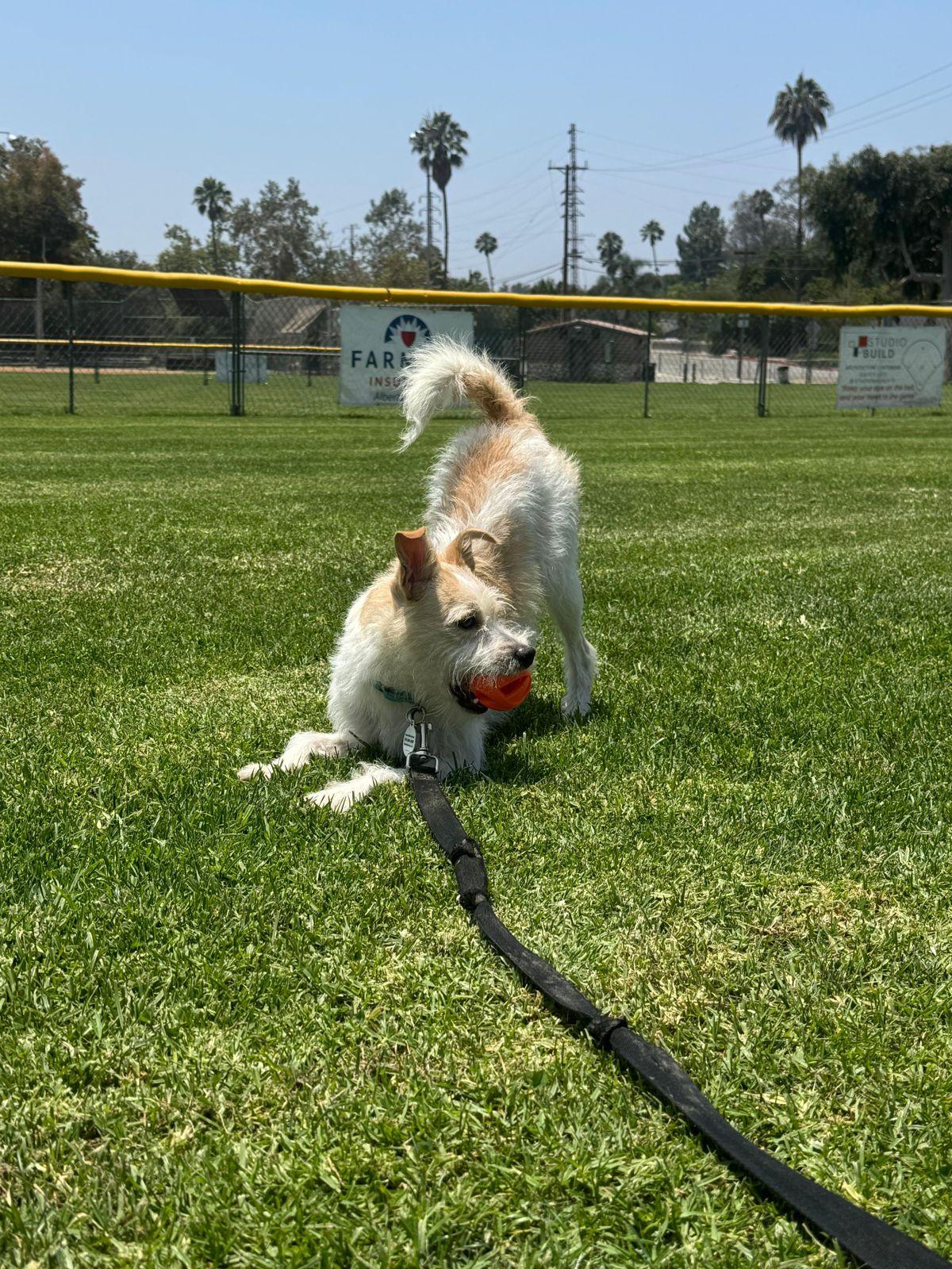Archie, a ADOPTABLE Border Terrier in Los Angeles, CA image 3/5