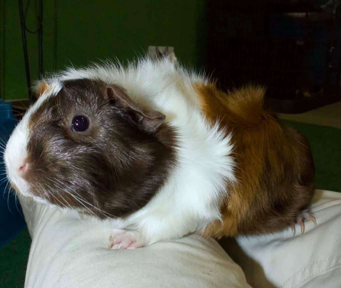 Izzy and Julz, Adoptable, Young Female Guinea Pig.