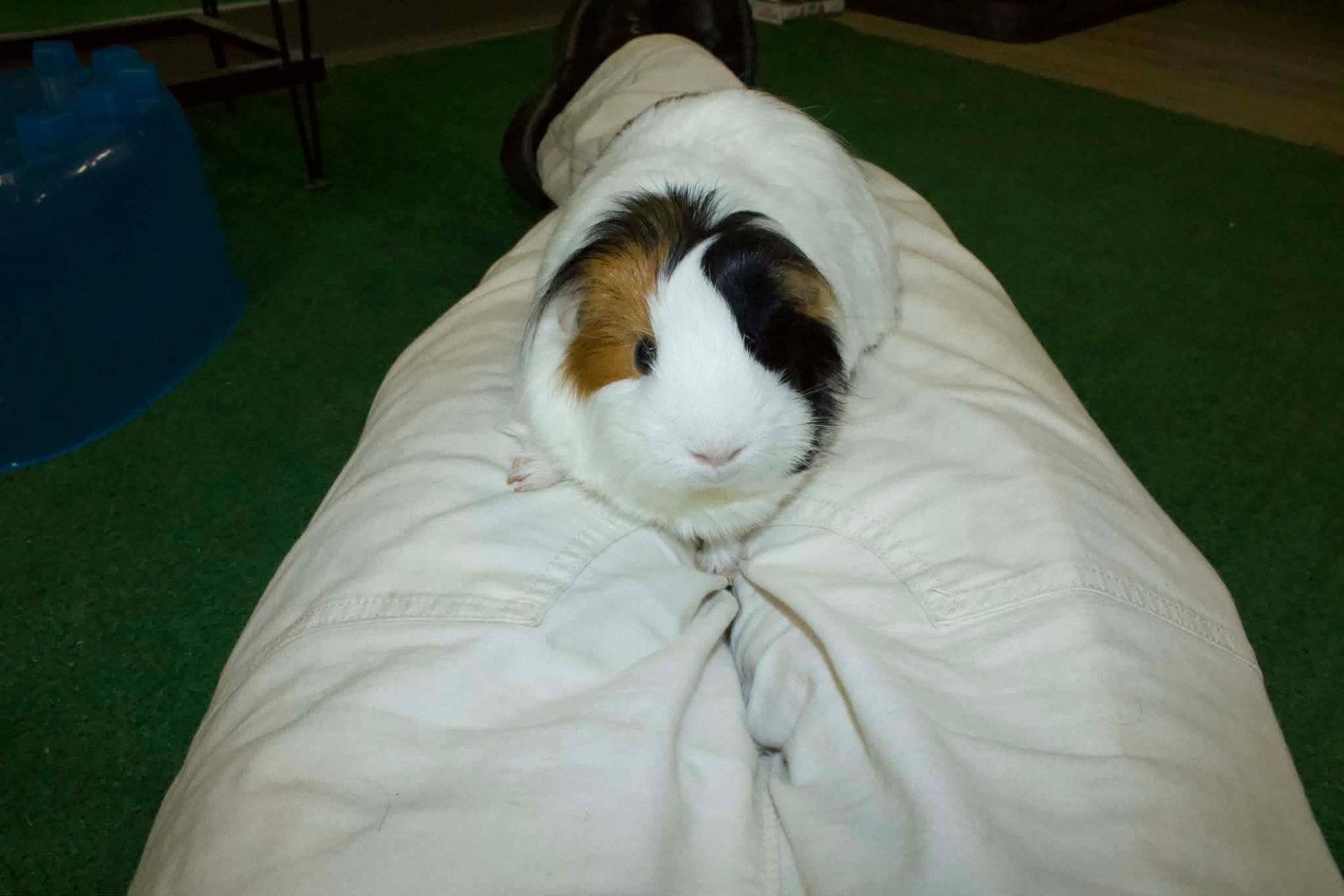 Izzy and Julz, a Adoptable Guinea Pig in Pottstown, PA image 2/3