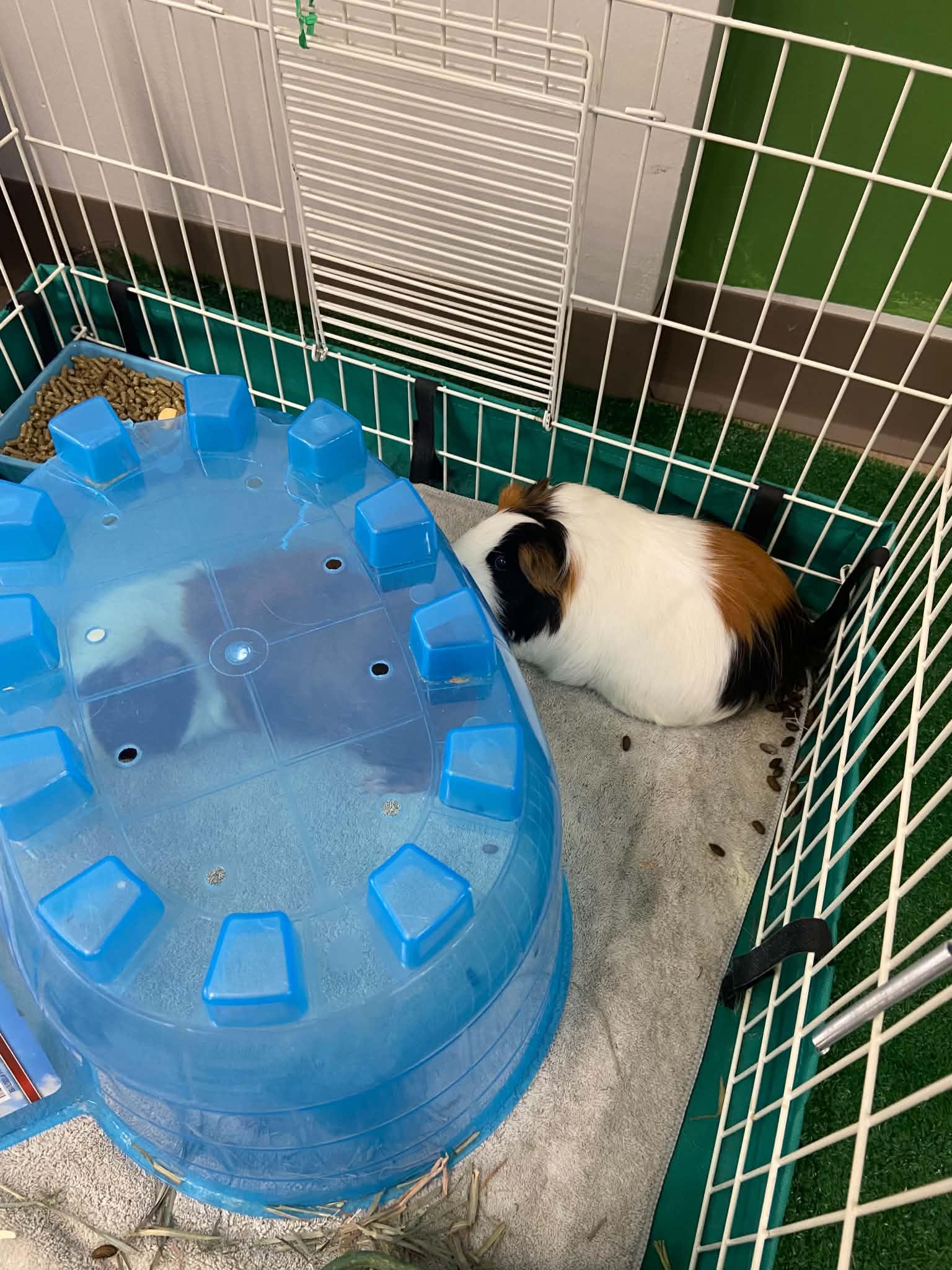 Izzy and Julz, a Adoptable Guinea Pig in Pottstown, PA image 3/3