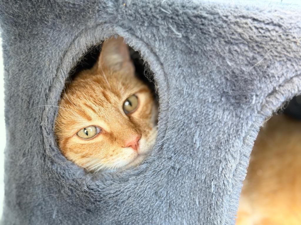 Pineapple, Adopted, Adult Male Domestic Short Hair.
