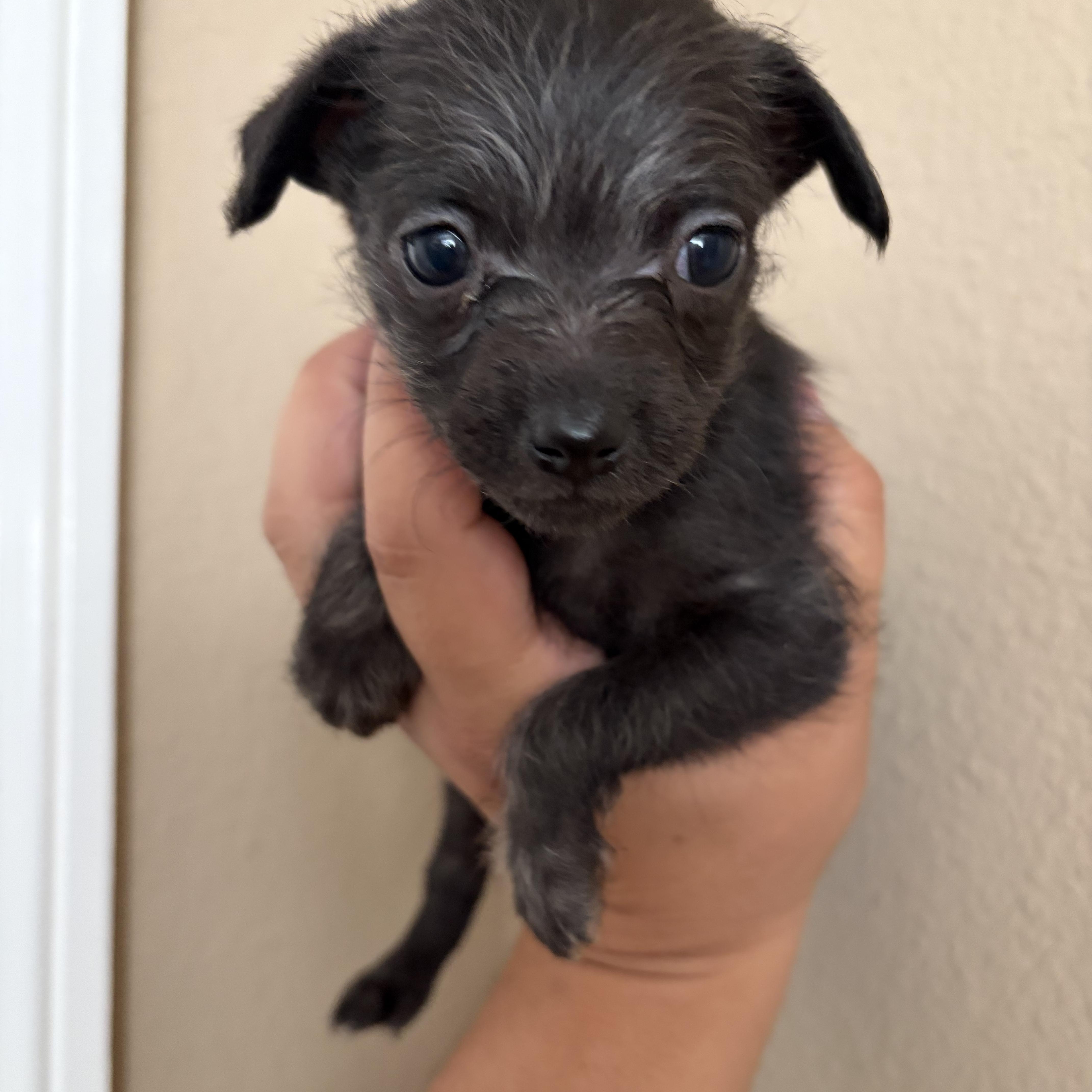 Enlarge Moss, a Adoptable mixed breed in Corona, CA image 1/2
