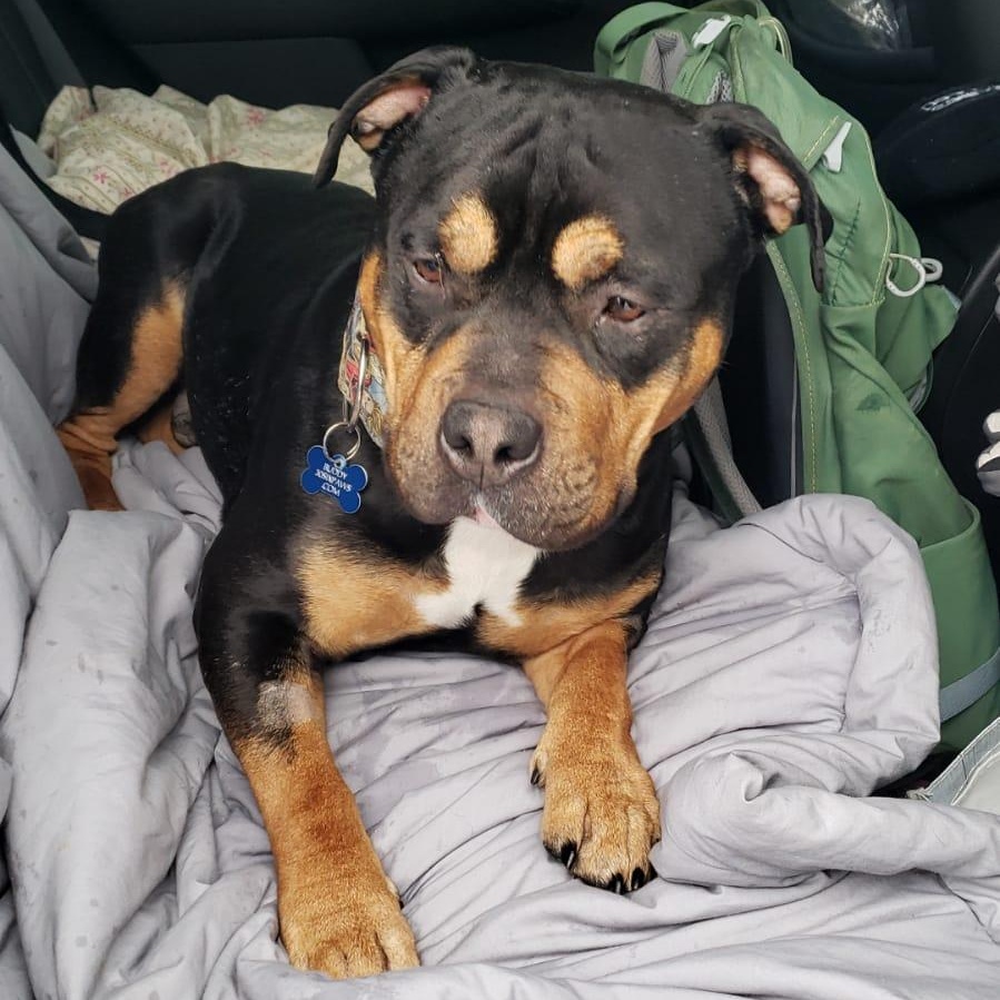 Enlarge Buddy, a ADOPTABLE American Bully in Mississauga, ON image 3/5