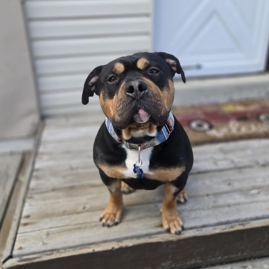 Enlarge Buddy, a ADOPTABLE American Bully in Mississauga, ON image 2/5