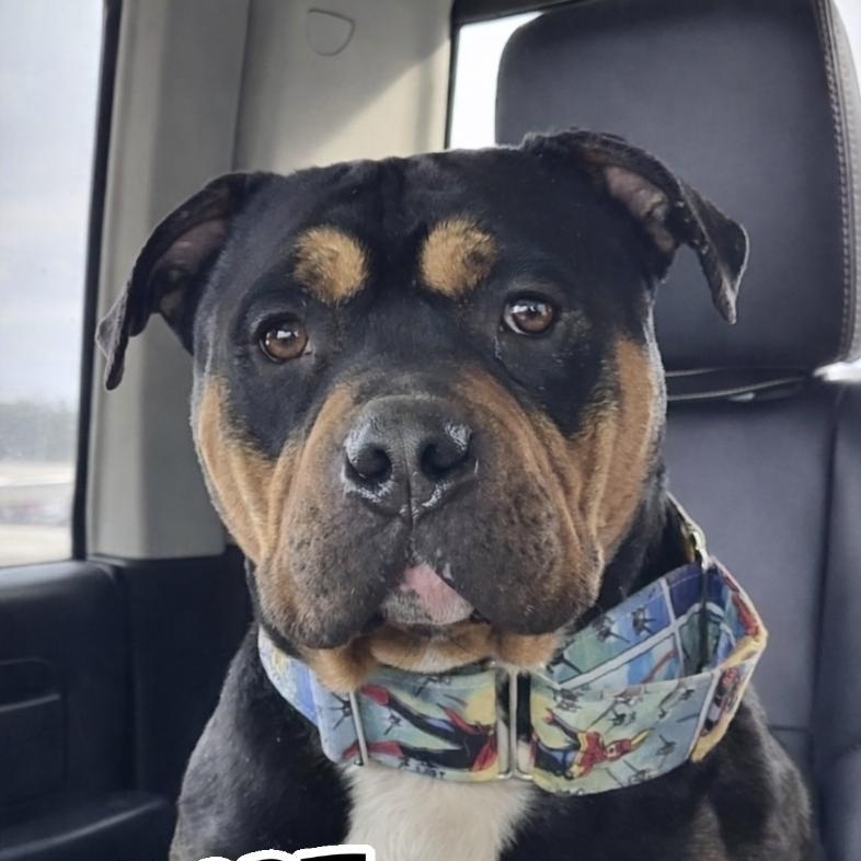 Enlarge Buddy, a ADOPTABLE American Bully in Mississauga, ON image 4/5