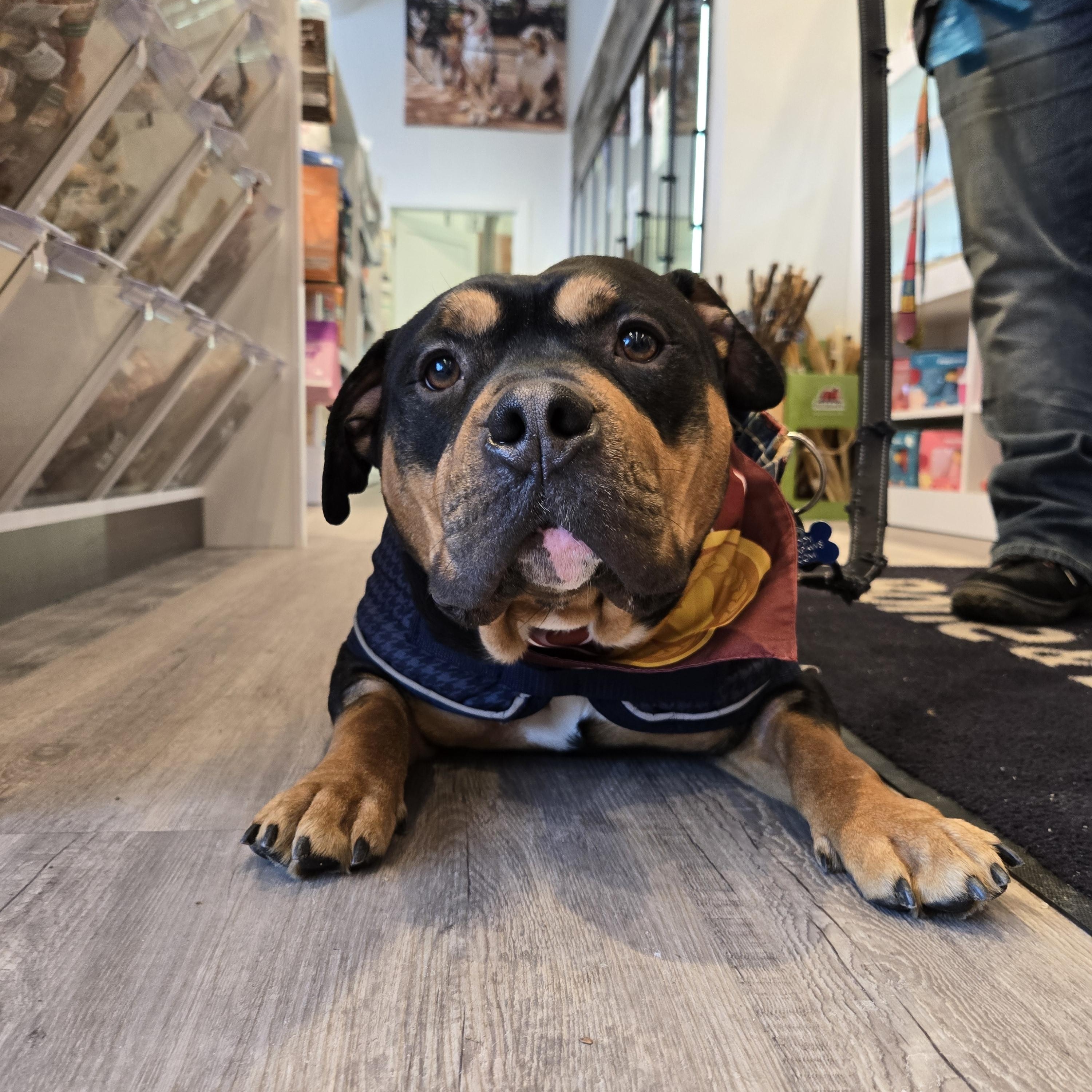 Enlarge Buddy, a ADOPTABLE American Bully in Mississauga, ON image 5/5