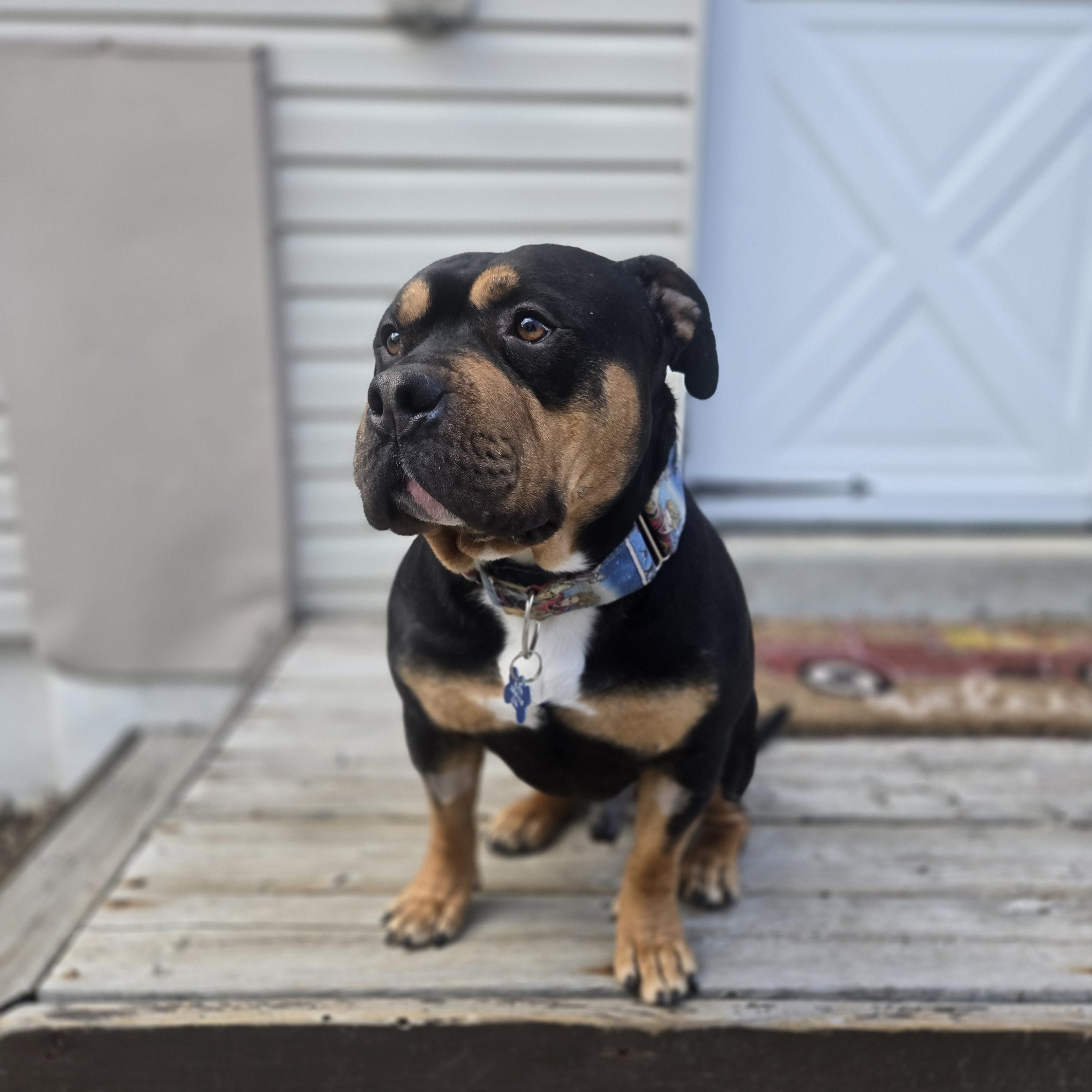 Enlarge Buddy, a ADOPTABLE American Bully in Mississauga, ON image 1/5