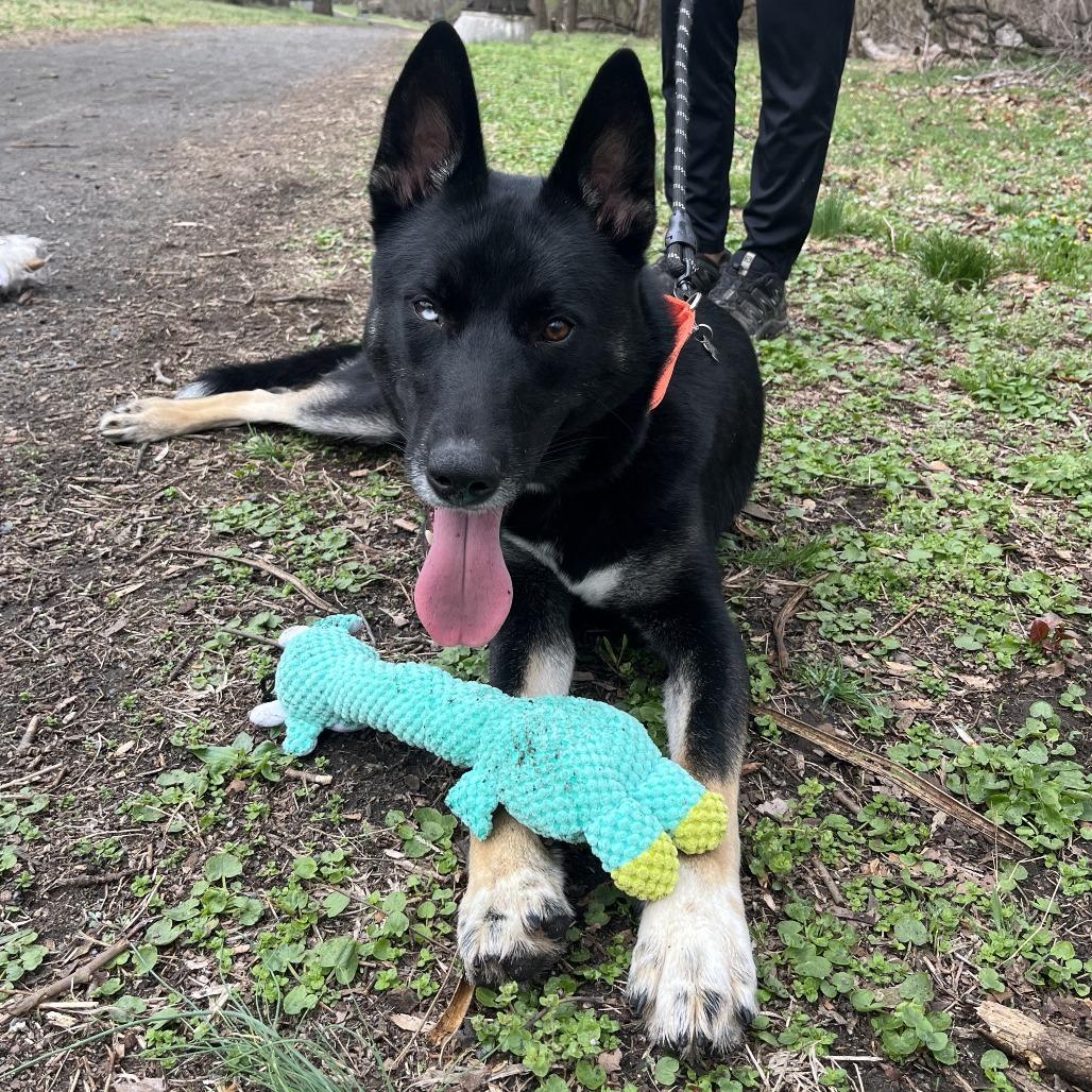 Duncan, Adoptable, Young Male Mixed Breed.