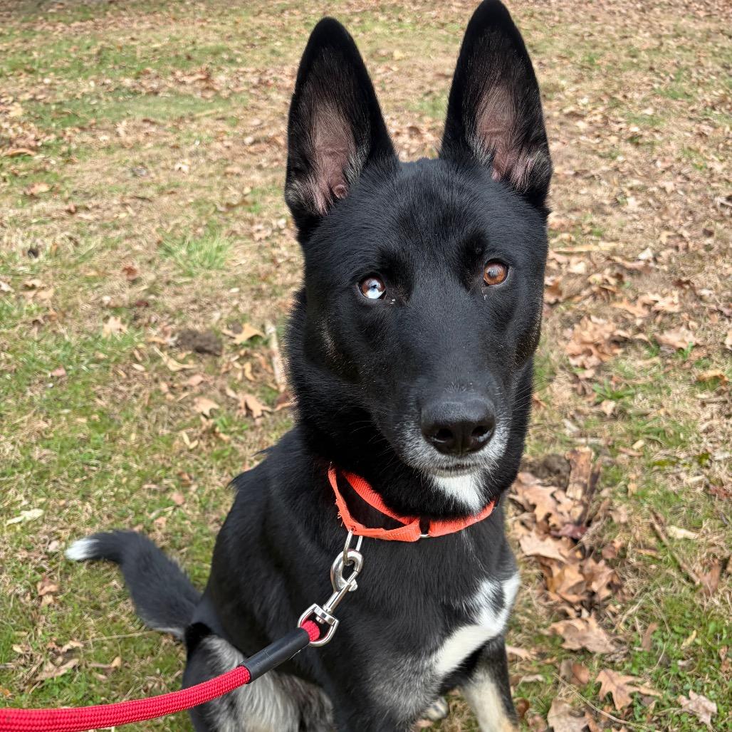 Enlarge Duncan, a Adoptable Mixed Breed in Birdsboro, PA image 2/6