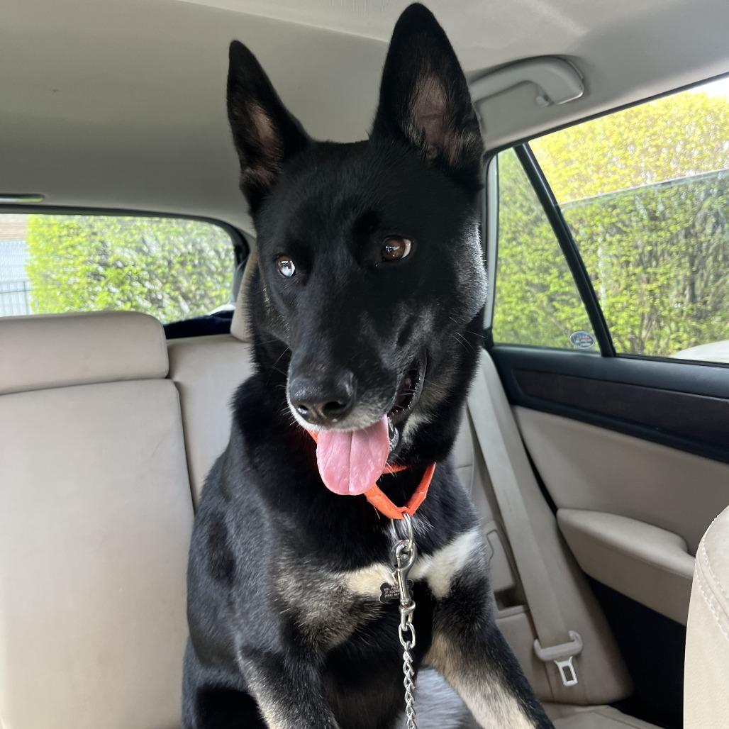 Enlarge Duncan, a Adoptable Mixed Breed in Birdsboro, PA image 3/6