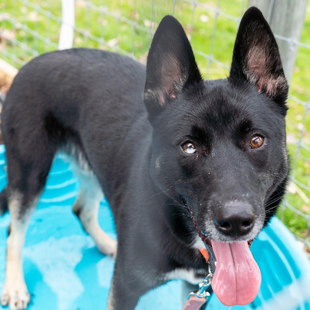 Enlarge Duncan, a Adoptable Mixed Breed in Birdsboro, PA image 4/6