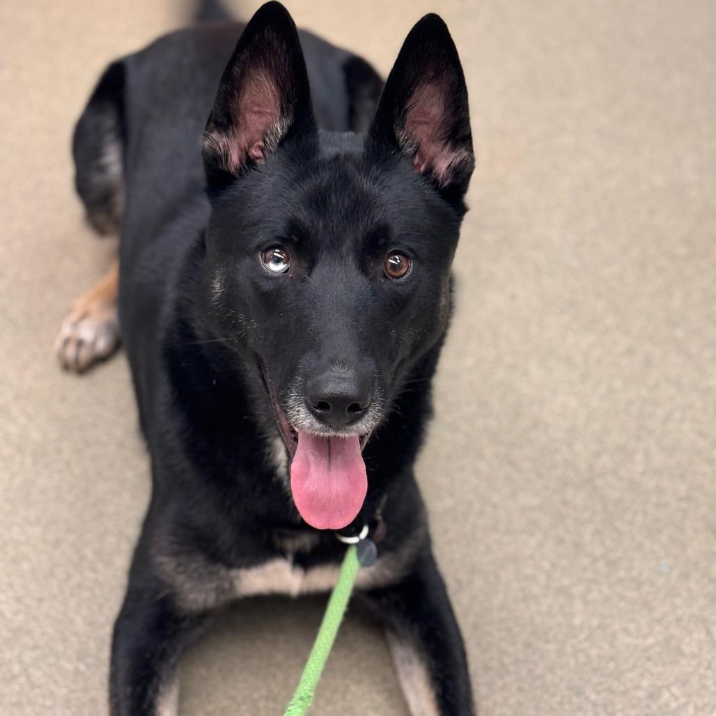 Enlarge Duncan, a Adoptable Mixed Breed in Birdsboro, PA image 5/6