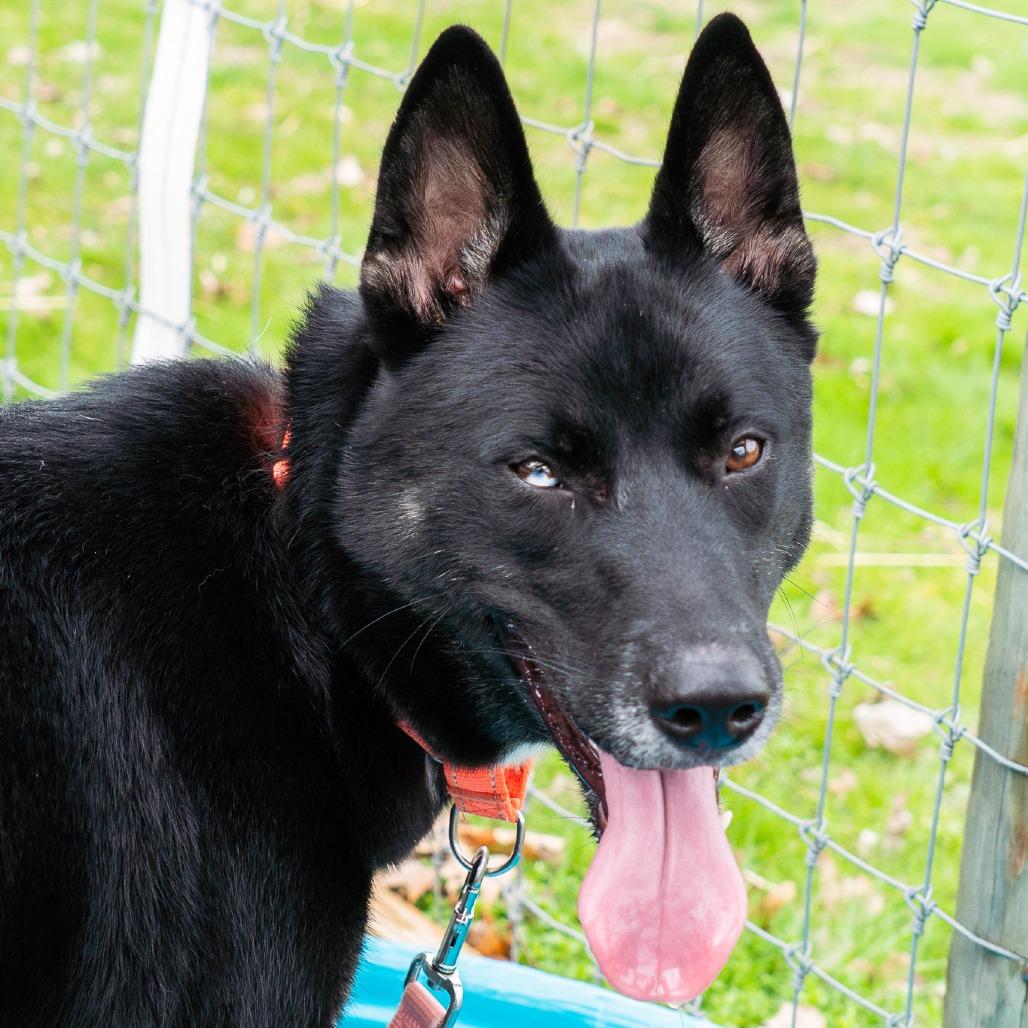 Enlarge Duncan, a Adoptable Mixed Breed in Birdsboro, PA image 6/6
