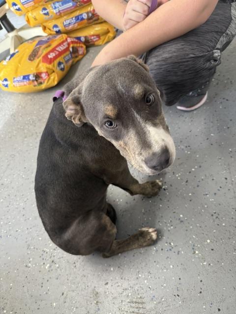 Enlarge Smokey, an adopted mixed breed in Lewisburg, TN image 1/1