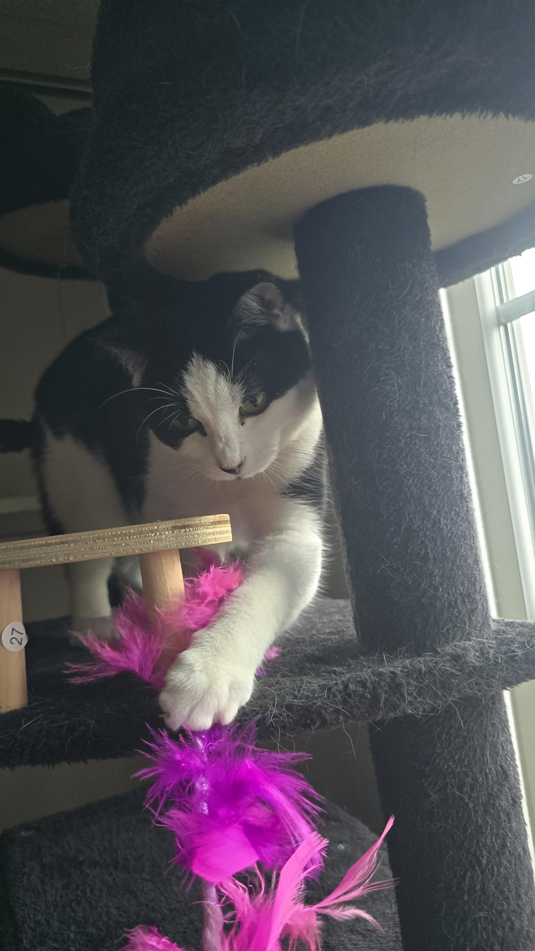 Enlarge Carly Clogs, a Adoptable Domestic Short Hair in Bethel Park, PA image 1/6