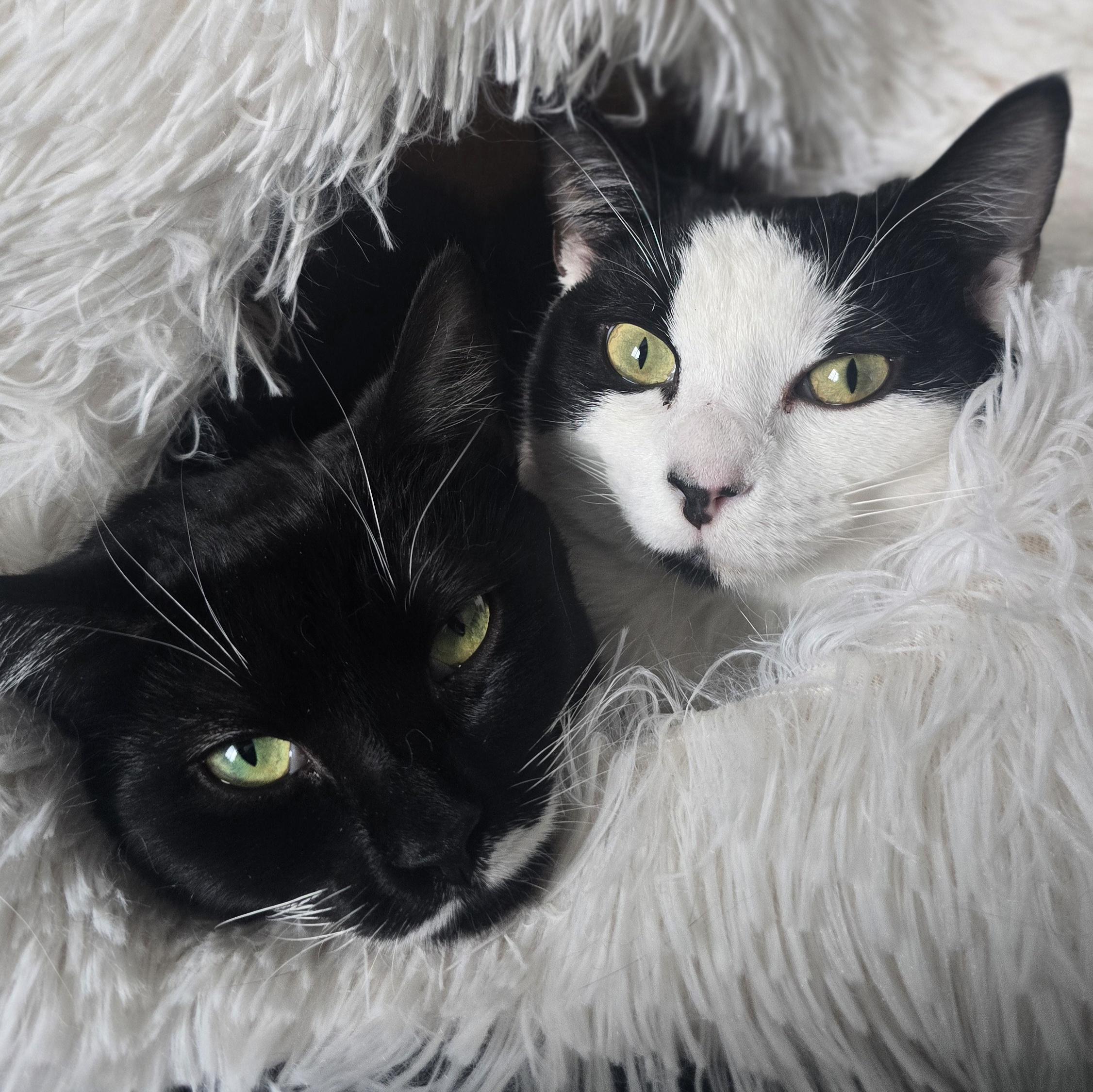 Carly Clogs, Adoptable, Young Female Domestic Short Hair.