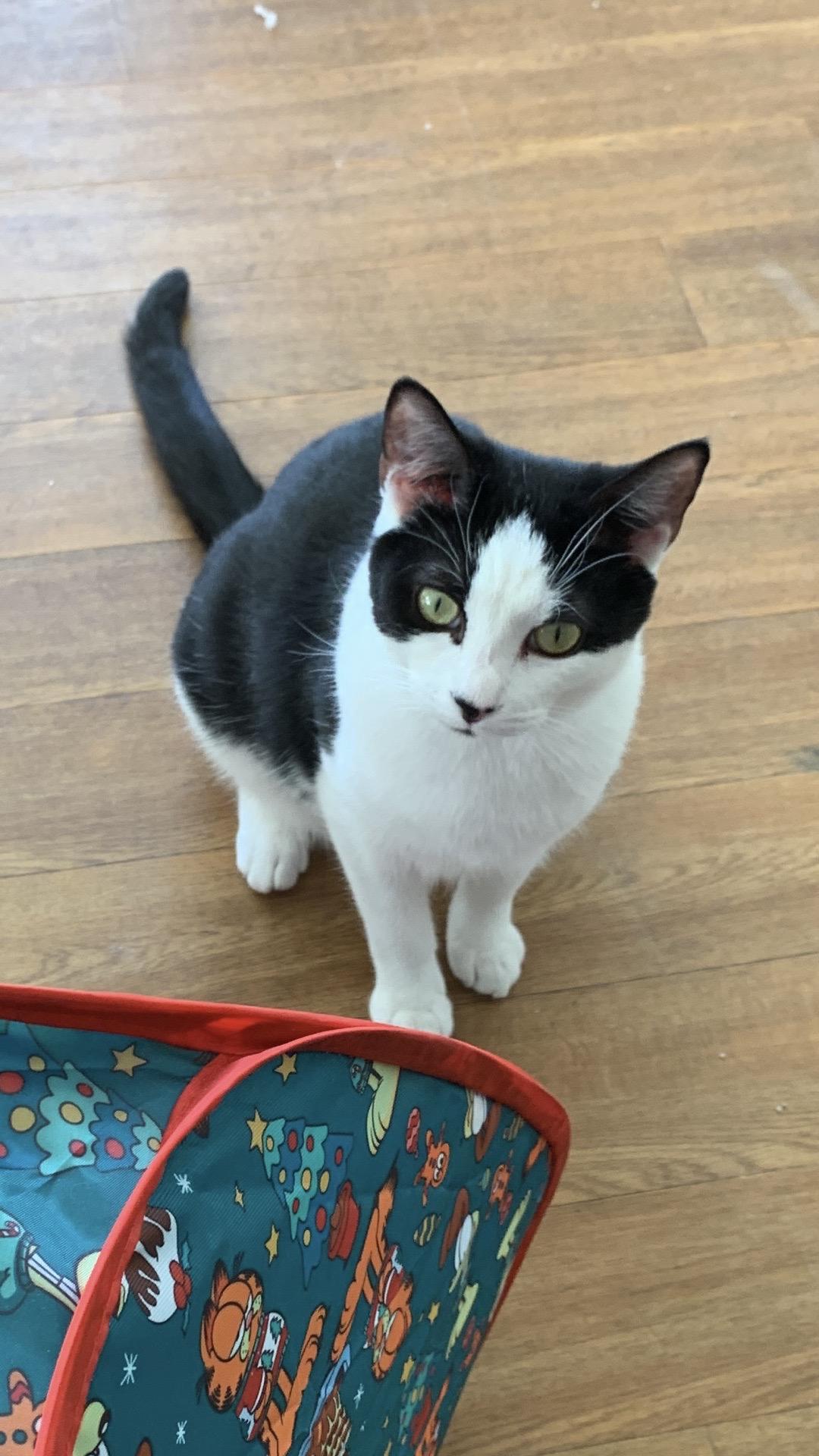 Carly Clogs, a Adoptable Domestic Short Hair in Bethel Park, PA image 2/6