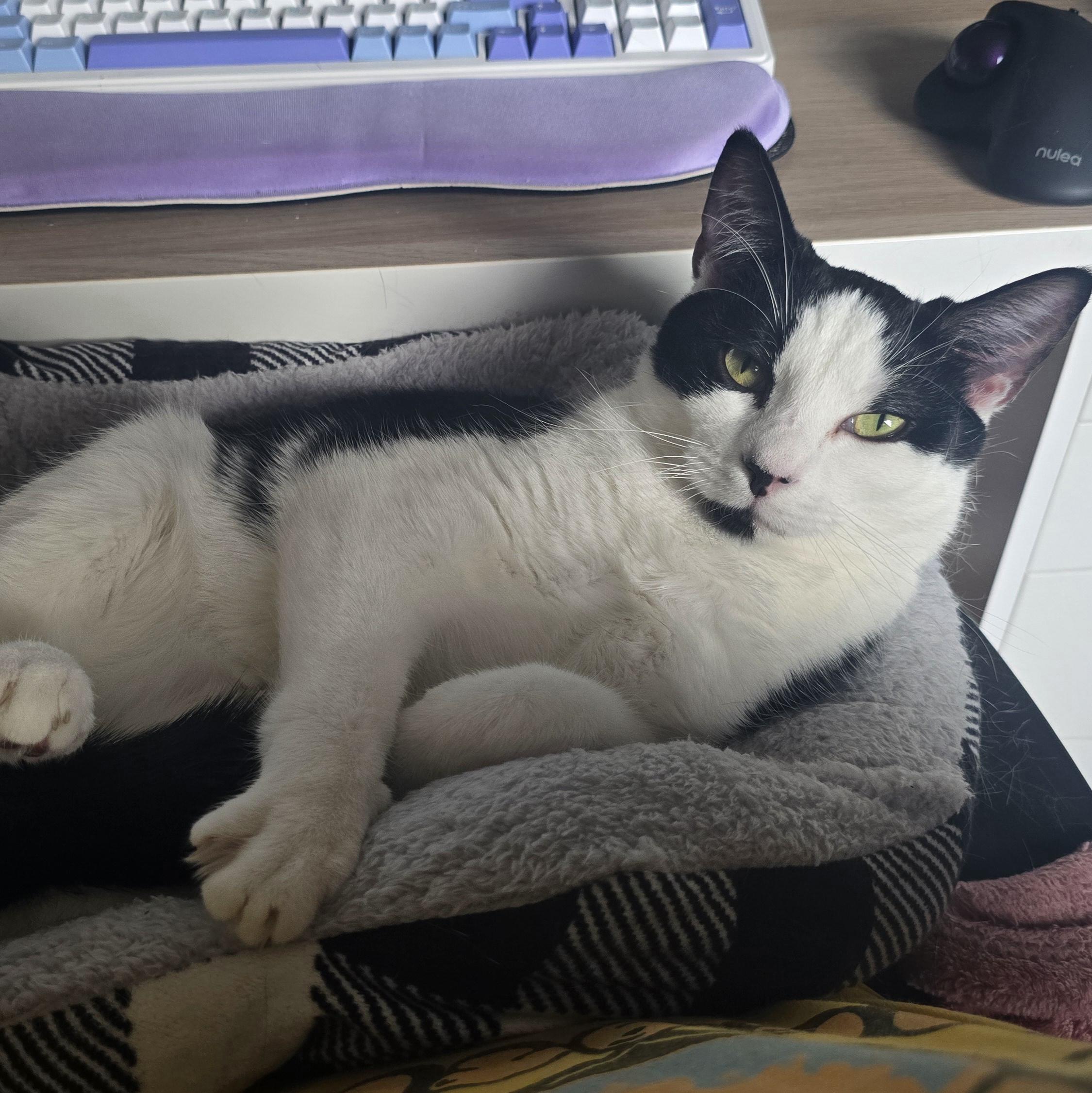 Carly Clogs, a Adoptable Domestic Short Hair in Bethel Park, PA image 3/6