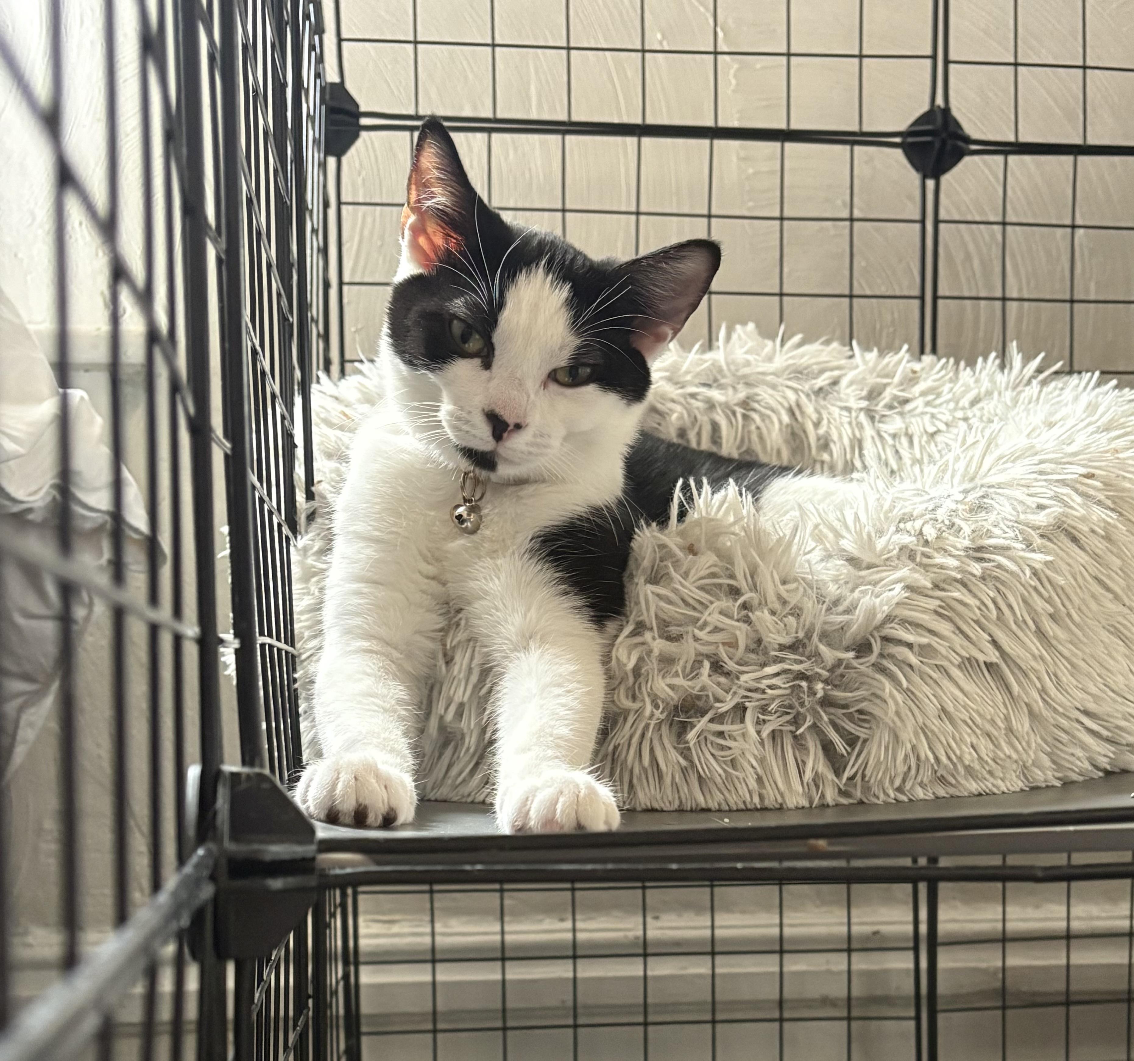 Carly Clogs, a Adoptable Domestic Short Hair in Bethel Park, PA image 4/6