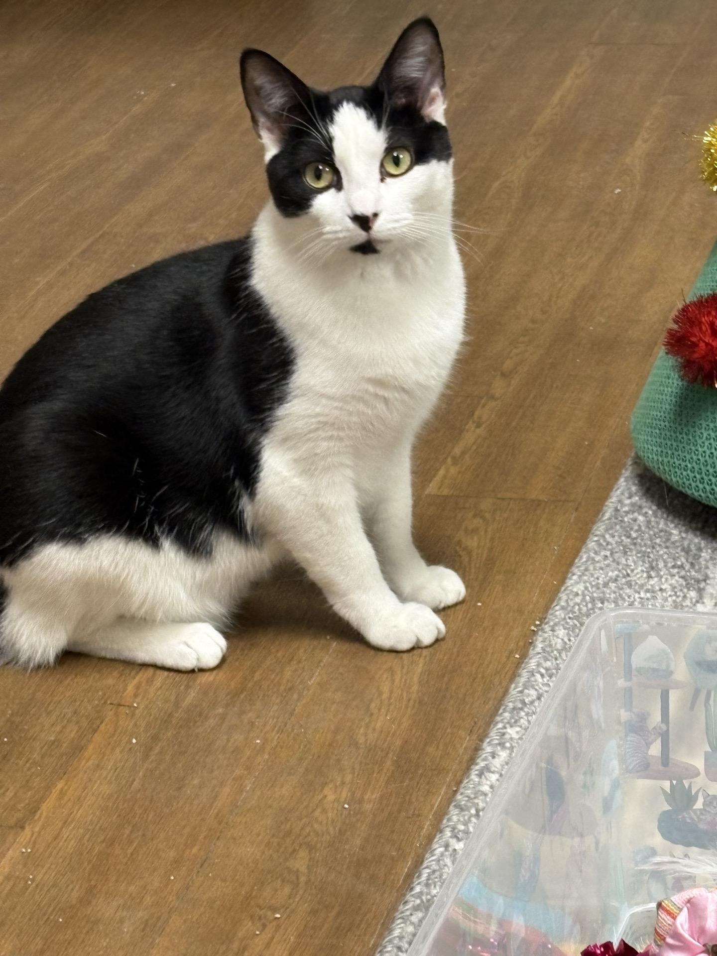 Carly Clogs, a Adoptable Domestic Short Hair in Bethel Park, PA image 5/6